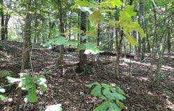 Wildhaven Road, Mountain View, AR 72560