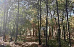 Adams Rd, Crestview, FL 32536
