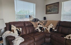 35636 Elk Lane, Seligman, AZ 86337
