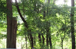 Old State Road, Clarks Summit, PA 18411