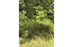 Boulder Boulevard lot: 7, Shirley, AR 72153