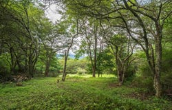 7 Roaring Plains Drive, Dryfork, WV 26263