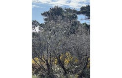 18th St SW, Bandon, OR 97411