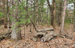 Dyke Avenue lot: 8, Adams, WI 53910