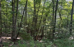 Crescent Road, Gilboa, NY 12076