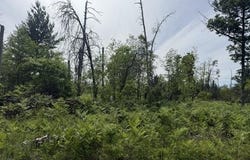 Parcel 3 Nelson Road, Idlewild, MI 49642