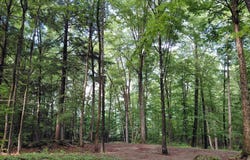 Mitchell Road, Thornton, NH 03223