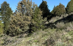 59 B4 CUTTHROAT RUN, Irwin, ID 83428