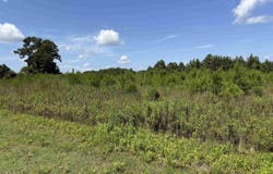 183 Dove Rd., Loris, SC 29569