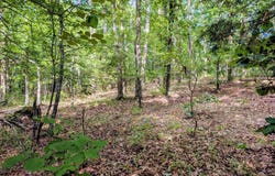 198 Cathedral Pines, Mena, AR 71953