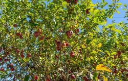 26 Brown Road, Morrill, ME 04952