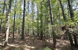 Highway 43, Ethel, MS 39067