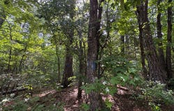 5530 Pine Springs Road, Sulligent, AL 35586