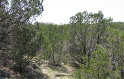 Private Road lot: 11 Ph 5, Evant, TX 76525