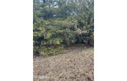 Wedge Way lot: 156, Tazewell, TN 37879