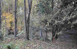 Weeping Cherry Lane, Columbia, SC 29212