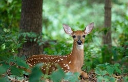 Ash Dr 408, Pocono Summit, PA 18346