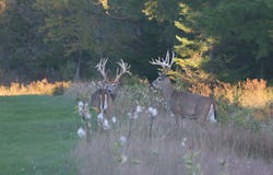 S Sullivan Road, Cedar, MI 49621