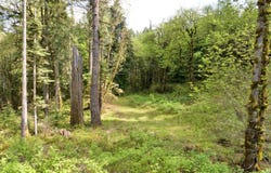 Boscage, Springfield, OR 97478