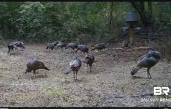Dixie Road, Brewton, AL 36426-1234