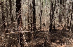 Hwy 124, Grayson, LA 71435