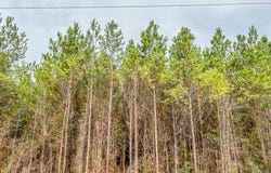 012 CR 2307, Cleveland, TX 77327