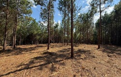Williams Road, Wadley, AL 36276