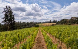10420 SE HILLVIEW Dr, Amity, OR 97101