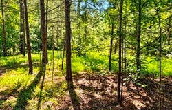 406 Terrapin Pointe Road, Hodges, SC 29563