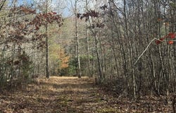 Valerie Dr 10.76 acres, Deer Lodge, TN 37726