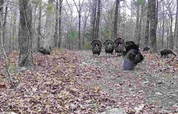 Autumnwood Road, Ash Flat, AR 72513