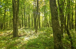 Off CTH S lot: 3, Phillips, WI 54555