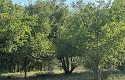 332 SW Railroad Ave, Knox City, TX 79529