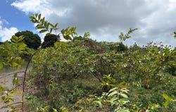Corozal, Corozal, PR 00685