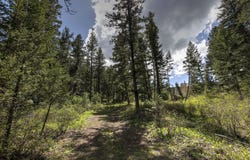 13275 Balsamroot Road, Lolo, MT 59847
