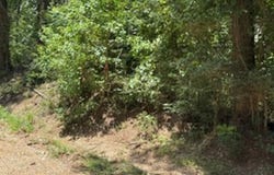 1101 Leonard Chapel Rd, Independence, LA 70422