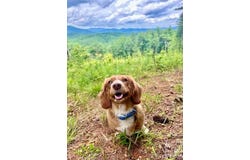 Box Turtle Run, Lenoir, NC 28645