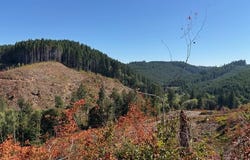 Van Horn (140) Rd, Alsea, OR 97324