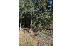 152 Helemano Dr, Bastrop, TX 78602