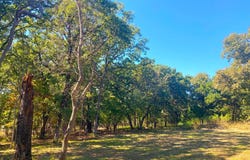 8840 Timber Ridge, Larue, TX 75770