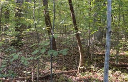 Conner Rd, Powell, TN 37849