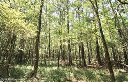 Holly Bush, Pelahatchie, MS 39145