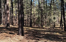 Venado, Chama, NM 87575