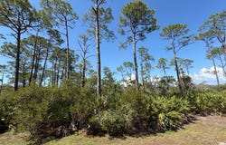 Museum Dr, Cedar Key, FL 32625