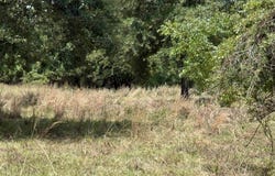 Kelley Ln, Tatum, TX 75691