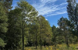 Hwy 1545, LOUIN, MS 39756
