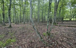 Birch Dr 608, Cresco, PA 18326