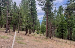 720 Blacktail Ridge, Portola, CA 96122