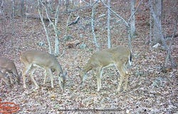 Lookout Point lot: 13, Bruner, MO 65620