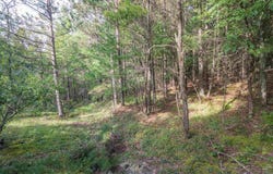 11 & 12 Crosscut Way, Davis, WV 26260
